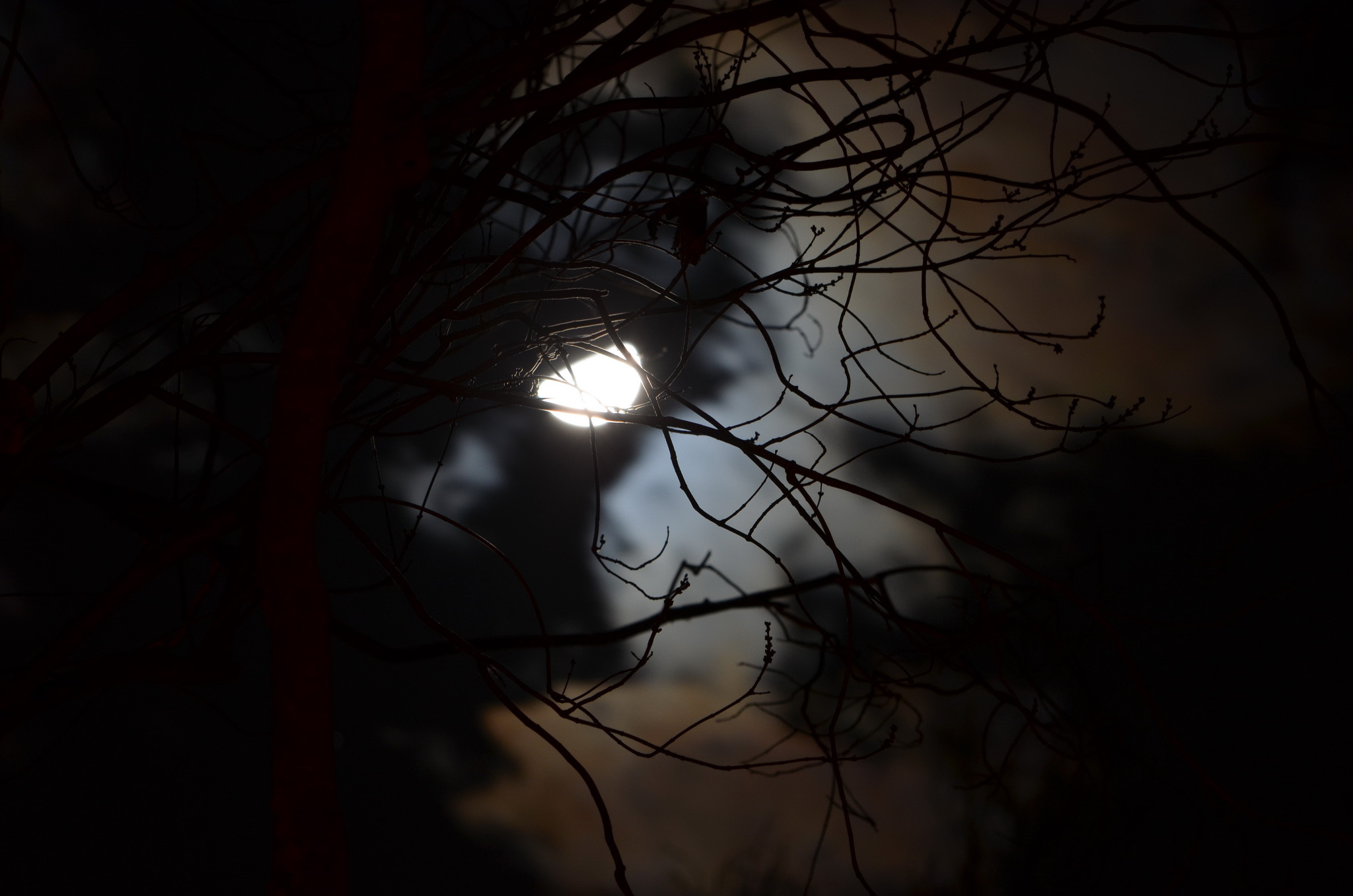 moonlight behind tree branches
