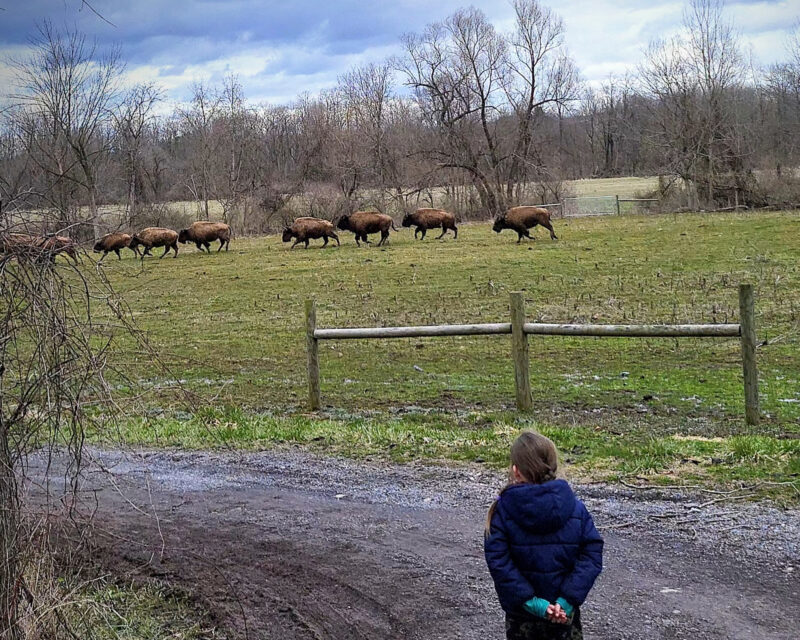 a boy stares past a fence at a herd of bison moving off to the left at a gallop